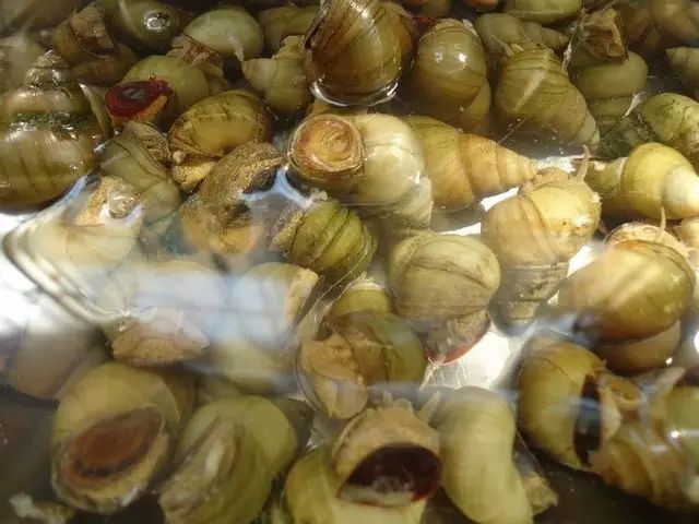 柳州螺蛳鸭脚煲最正宗的做法,自制螺蛳粉鸭脚煲