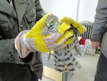 抖音最火的炖鱼,抖音上火的炖鱼