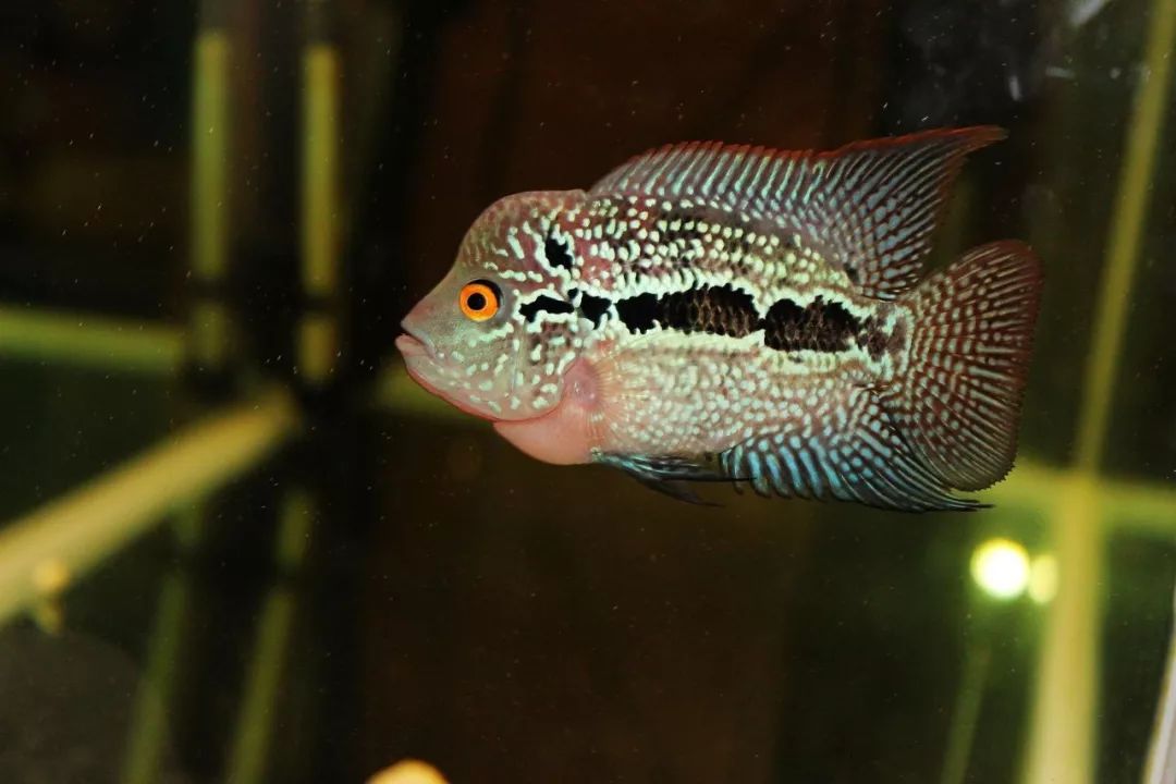 养殖罗非要多久,养殖罗非要几个月