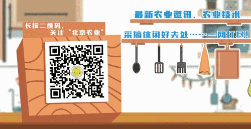 世园会·百蔬园丨百种时令蔬菜—菊苣(二十九)