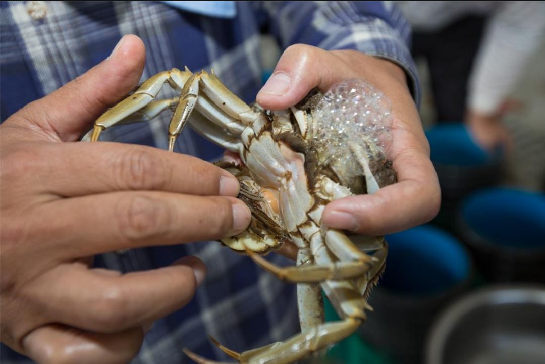 大闸蟹各部位千万别吃图解,大闸蟹这四个部位不建议吃