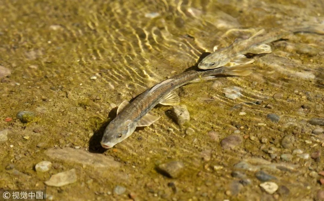 抖音最火的炖鱼,抖音上火的炖鱼