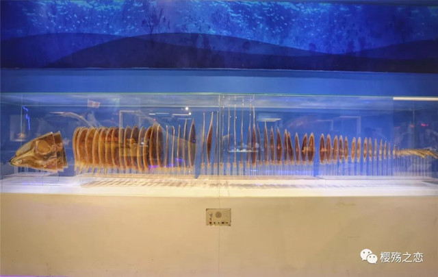 大连金石滩游记,玩转大连金石滩