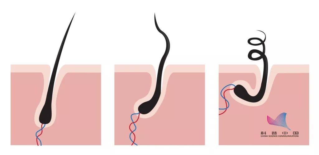 一天掉多少根头发算脱发,掉多少根头发就属于脱发了