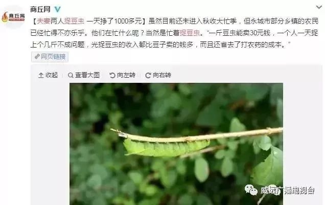 身价暴涨！威远农村这东西竟然卖300一斤？目前满地都是！