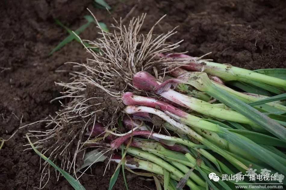 武山县的蒜苗今年价格,武山郭家庄大丰收挖蒜苗
