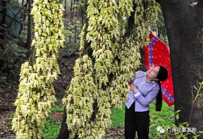 广东十大绿美森林小镇投票,2019年广东省森林小镇认定名单