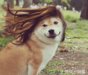 孕期玩手机会造成胎儿畸形吗,孕期养宠物导致胎儿畸形