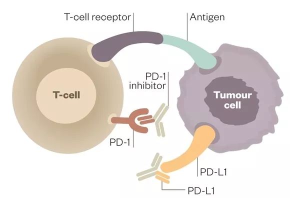 NEJM重磅：免疫治疗首次在晚期三阴乳腺癌III期临床试验中成功！PD-L1阳性患者中位总生存期提高61.3%｜临床大发现