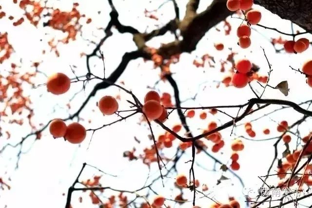 刚刚好！陇南的柿子红了，“柿”不可挡~