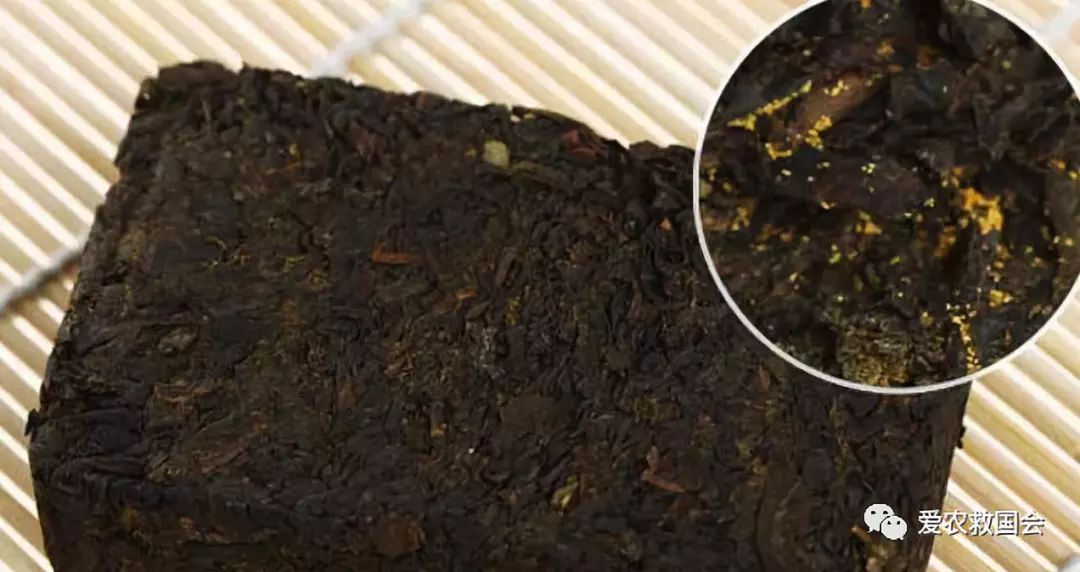 微生物跟酒有什么关系,哪种微生物参与黑茶