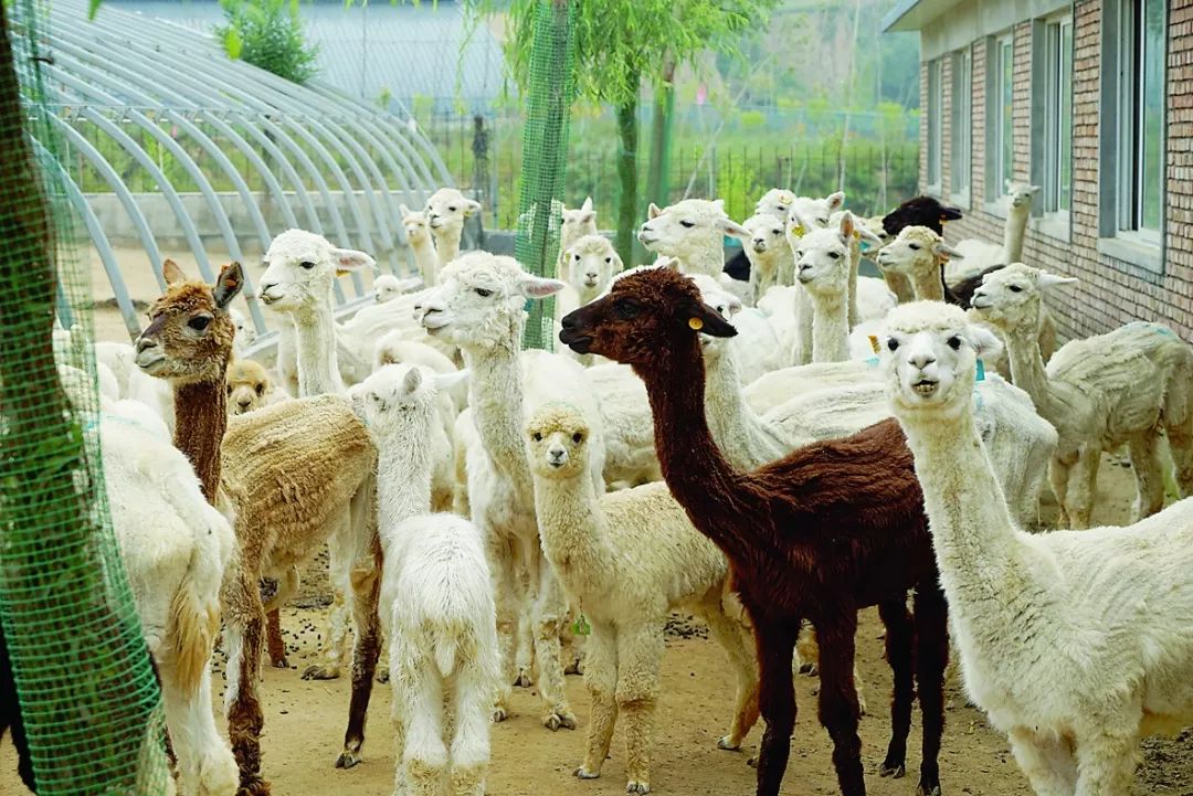 鏃朵唬鏂颁汉閭撴槙,閭撴槙閲嶅簡