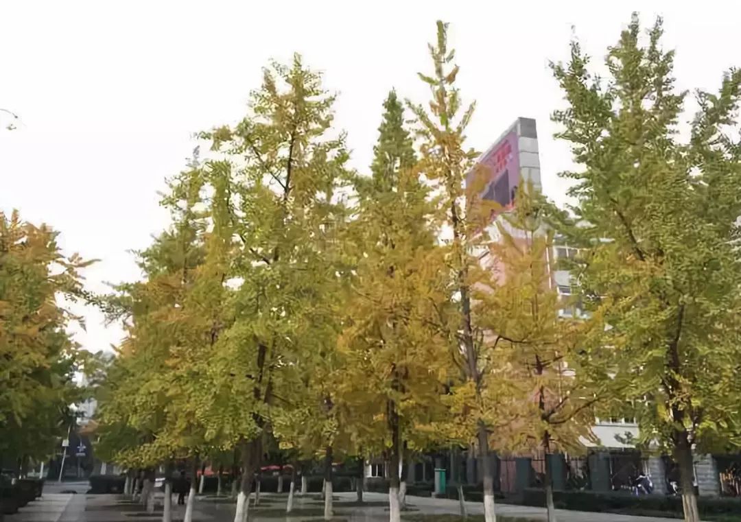 春雨枝头密似鳞，秋风树下落成金——秋日银杏（上）