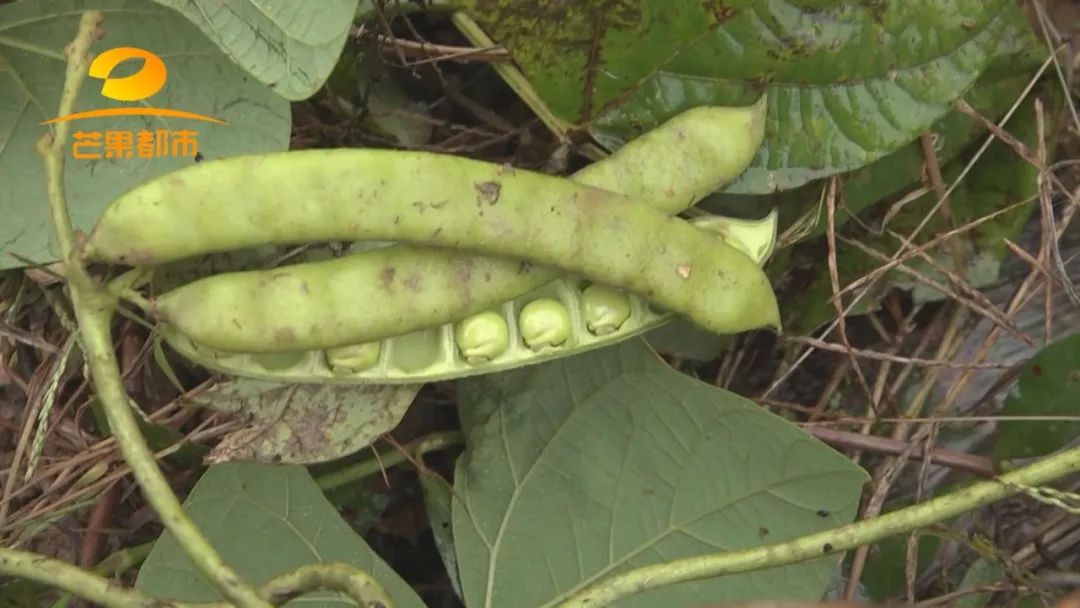 5岁小孩突然呕吐不止是什么原因,5岁的男孩呕吐像果冻