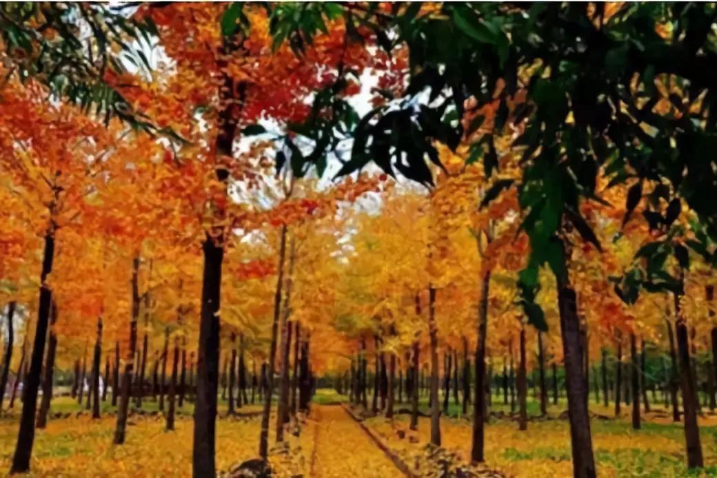 周末游玩银杏林,周末去哪里看银杏叶好