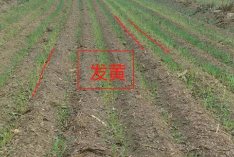 小麦刚出穗子倒了怎么办,小麦刚出苗叶发黄死棵咋回事