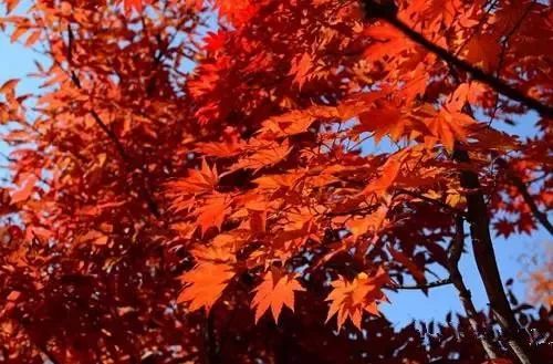 兄dei，你有一份最美赏红叶推荐请注意查收