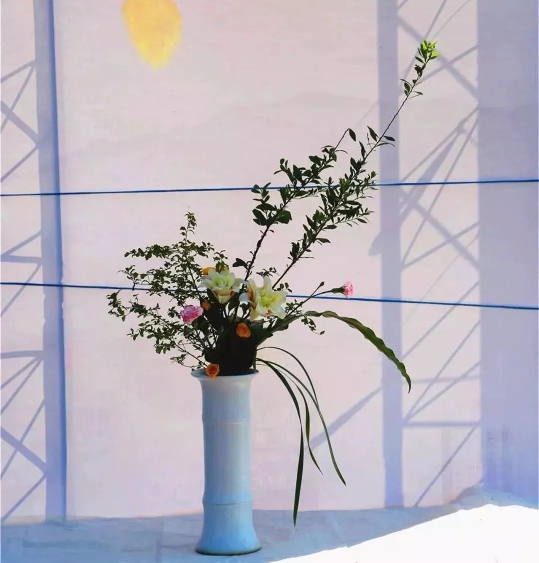 体育中心看展菊,在体育中心玩乐的一天