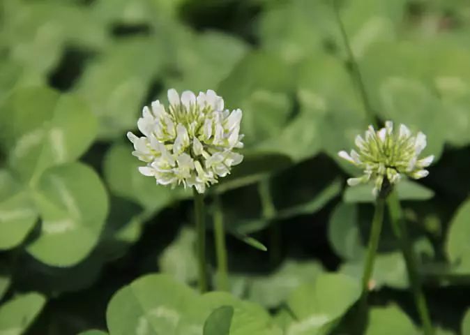 植物图鉴城市常见景观树,路边常见的植物