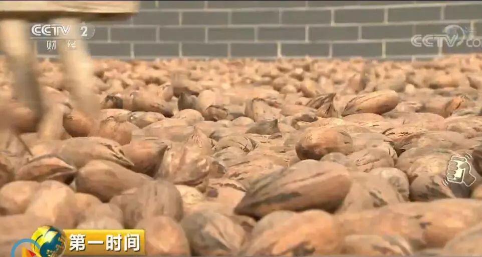 碧根果致富项目,碧根果获丰收小果实带动新产业