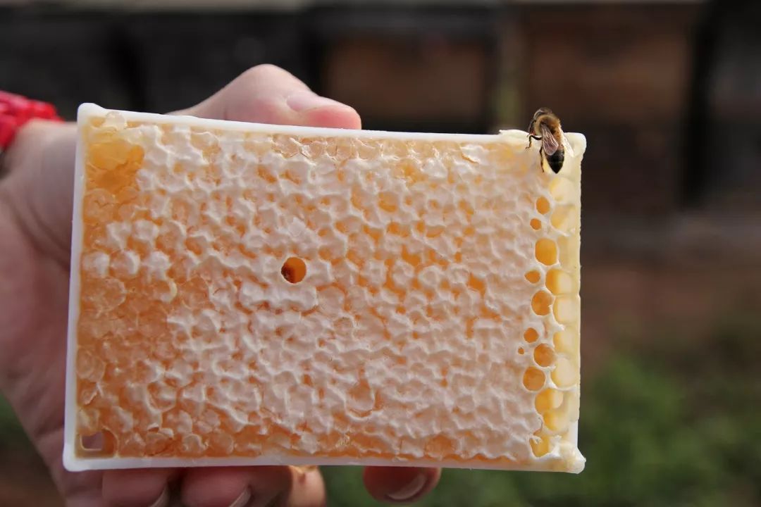 一条精选｜深山里的天然蜂巢蜜，可以解油腻的纯植物茶