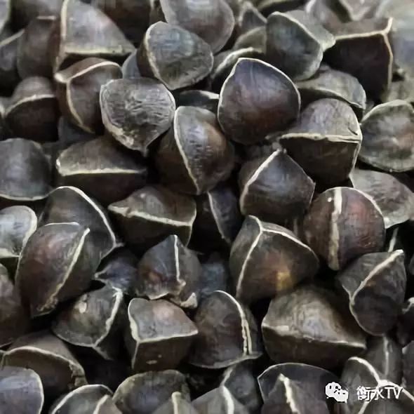 纯正文山三七粉每日一元限量体验,三七粉特价