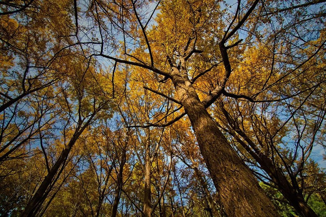 南京最美赏秋地点,南京赏秋之旅
