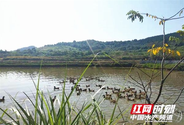 生态甲鱼个头大、肉质细密，价格比普通甲鱼高，却供不应求，甲鱼司令年入百万