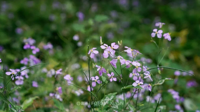 羊驼陪吃早餐，天鹅湖中畅游，藏身北京奥森旁的休憩之地：在之禾