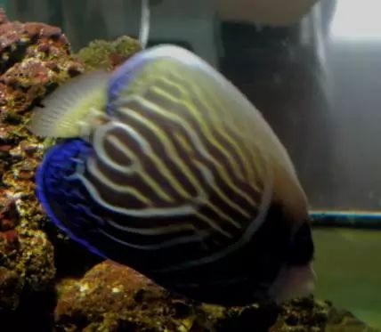 海水鱼小白点病物理治疗,海水鱼白点病怎么快速治疗