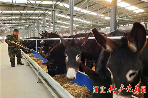 发展驴产业脱贫,阳原小毛驴生产