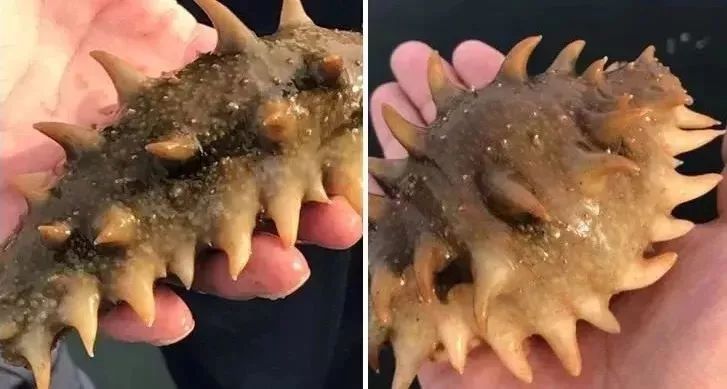 神奇的海参!女人不老、男人不虚,延年益寿,现在知道还不晚……