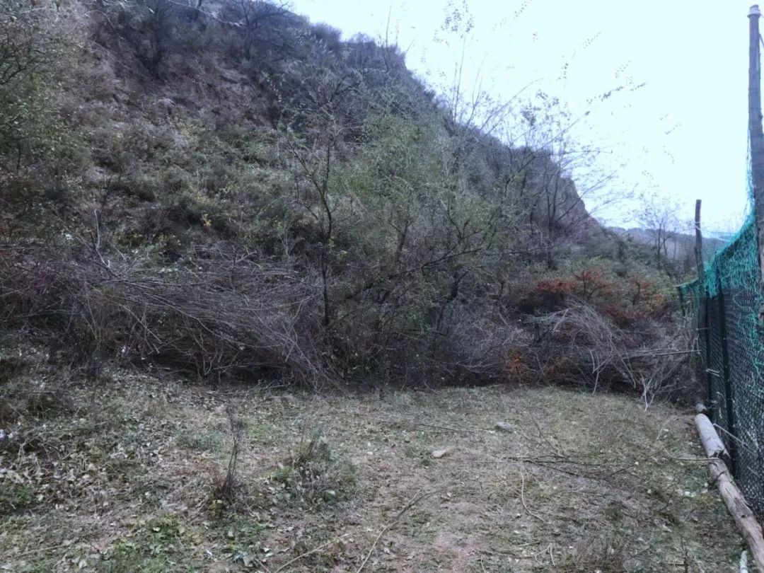 为什么救助狍子要用白布捂眼睛,救助狍子该送哪里