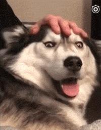 有猫有狗怎么喂粮,有猫有狗好不好