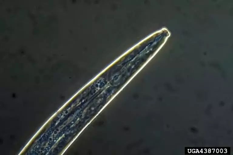 松材线虫病的防治措施有哪些,松材线虫病防控知识大全