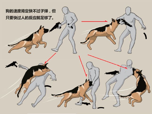 人类最忠实的伙伴——进击的军犬