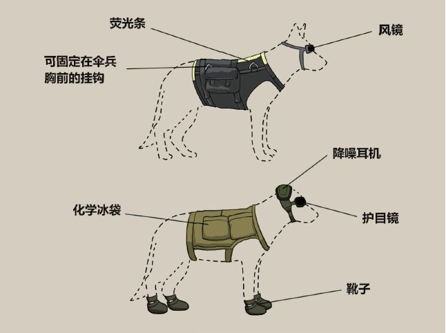 人类最忠实的伙伴——进击的军犬