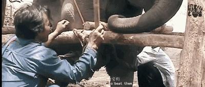 丧心病狂！每帧画面都在捅刀子，多少人忽视了这些人间惨剧…