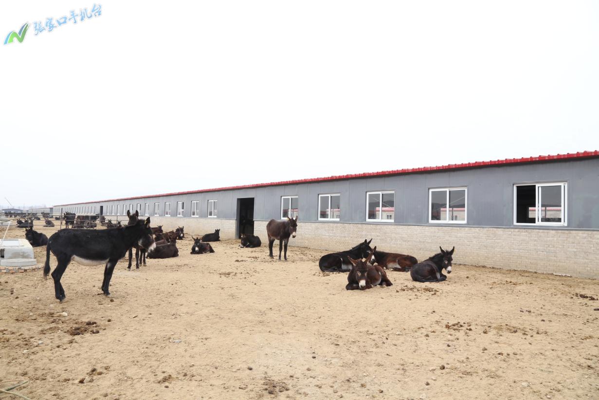 驴脱贫致富新路径,脱贫攻坚养殖致富新路子