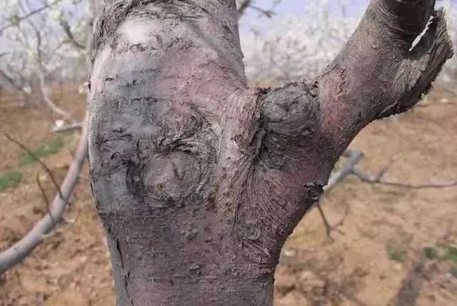 黄金梨高产栽培技术梨树论坛,梨树高产秘方