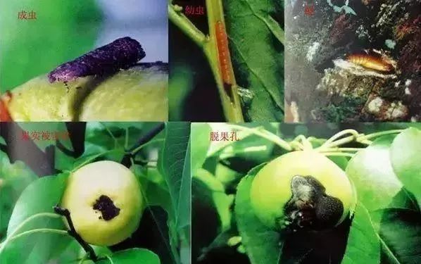 黄金梨高产栽培技术梨树论坛,梨树高产秘方