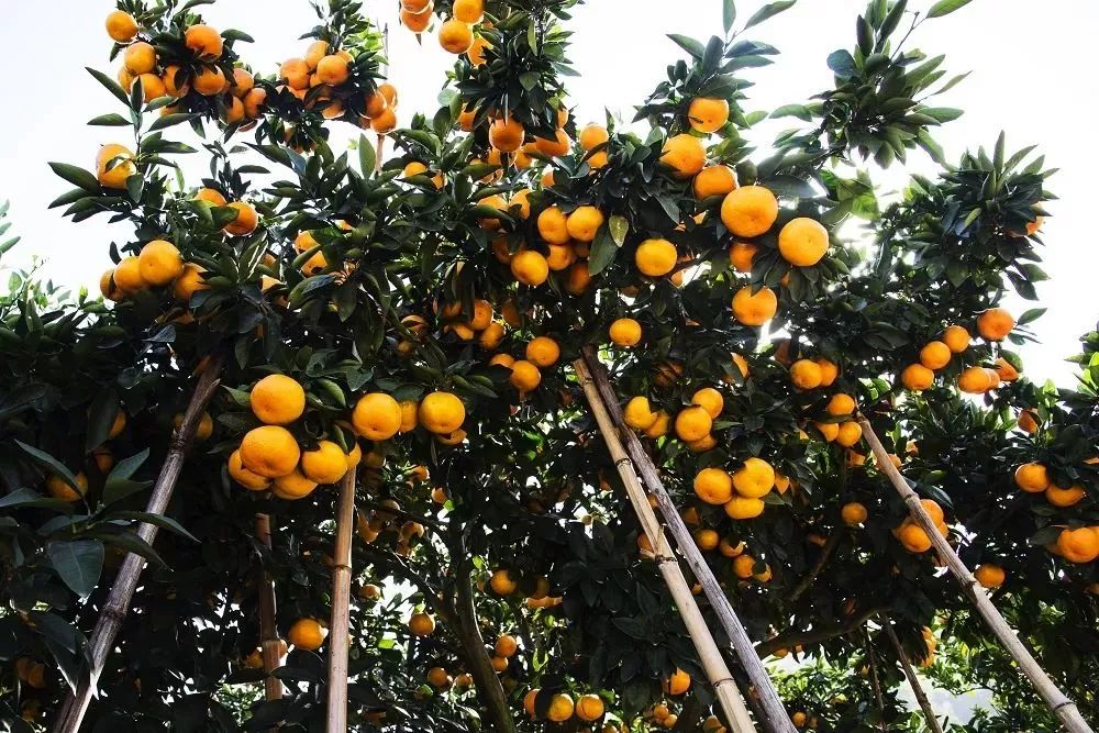 兴山峡口柑橘,茶山柑橘