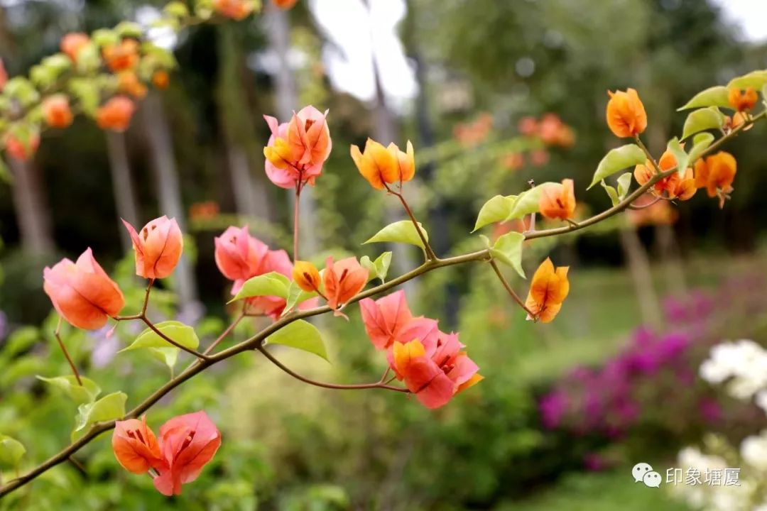 秋意浓浓风景如画的地方,塘厦风景好的地方