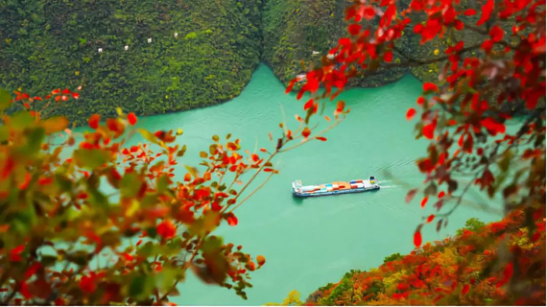 “百万大咖走三峡，当红主播秀红叶”，即将揭开巫山的“盛世美颜”