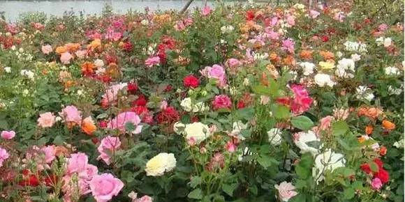 你是正宗的锦州人吗？这几道题都答不上来，就拜出去吹了哈～