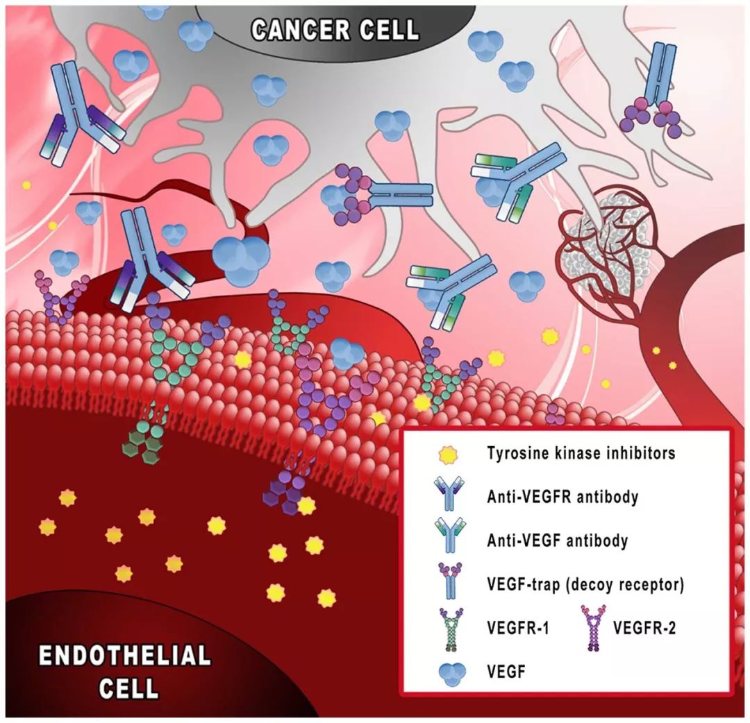 宝刀未老！全球首个饿死癌细胞的抗癌药，30年后成为免疫治疗的神助攻