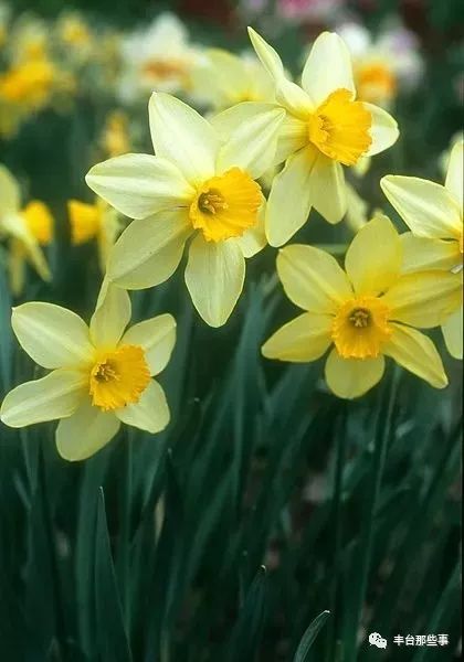 什么花有毒不能放在卧室里面呢,一帆风顺的花有毒吗适合卧室养吗