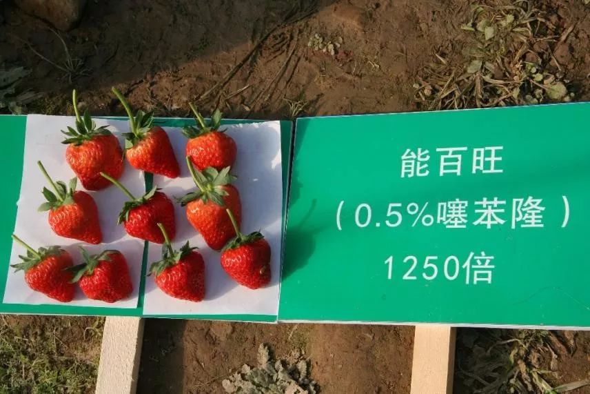 辉丰能百旺噻苯隆说明书,辉丰能百旺多少钱一袋