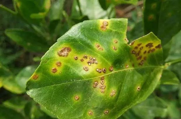 真菌细菌病毒辨别小技巧,快速识别病毒和细菌方法