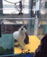 世界上最残忍的游戏就是旋转木马,这样的旋转木马你敢坐吗